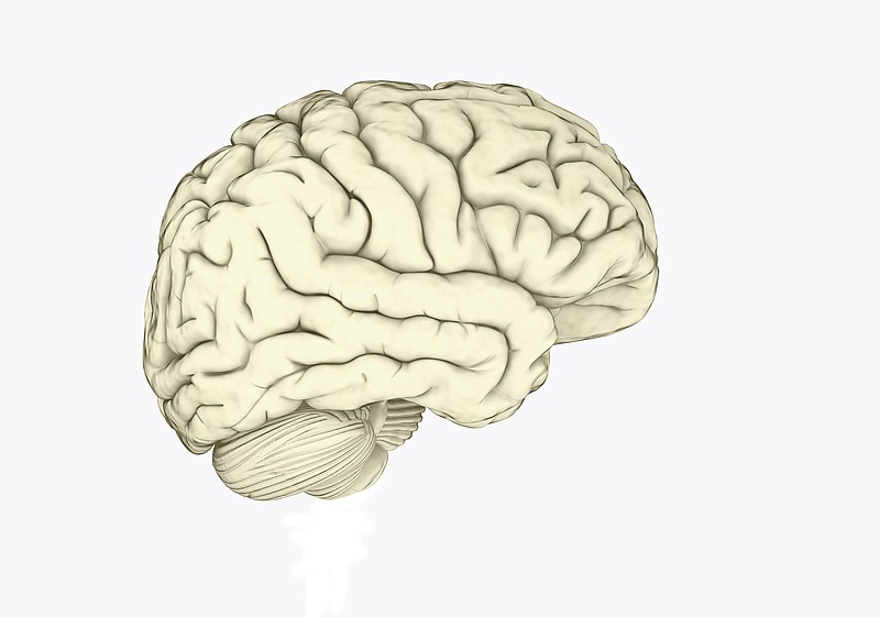 Digital illustration of human brain.
