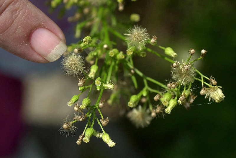 
              FILE - In this Aug. 14, 2001 file photo, pollen on a ragweed plant in is seen Newark, N.J. A new study says global warming will bring much more sneezing and wheezing to Europe by mid-century. It’s projected that ragweed pollen levels are likely to quadruple for much of Europe. But why? Warmer temperatures will allow the plants to take root more and carbon dioxide will make them grow more. That’s according to the study published Monday in the journal Nature Climate Change.  (AP Photo/Daniel Hulshizer, File)
            