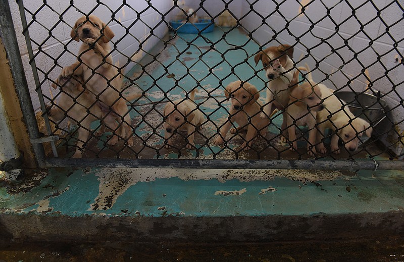 A mother dog and seven puppies are seen inside a kennel at the Humane Educational Society of Hamilton County.