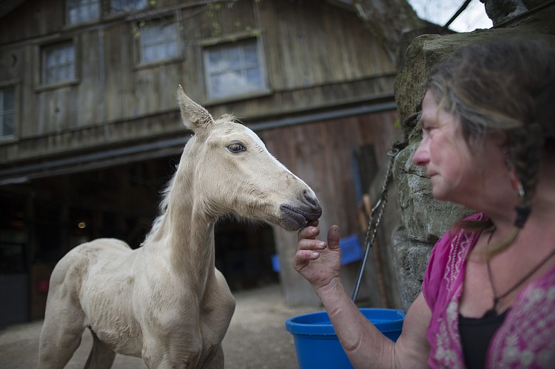 
              In this Wednesday, May 6, 2015 photo, Victoria Goss, founder of Last Chance Corral, caresses a young foal in Athens, Ohio. “We wanted to put our efforts into something that people don’t want to work with, which is newborns,” said Goss. “We needed to at least give them a chance.” (AP Photo/John Minchillo)
            