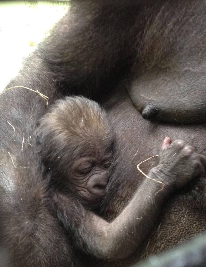 Knoxville Zoo gorilla Hope gave birth around 2:30 this morning. There is no information available on the baby's sex or weight, but zoo officials said the mother and child are doing well.