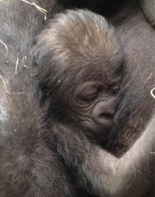 The newborn gorilla at the Knoxville Zoo. (Knoxville Zoo photo)