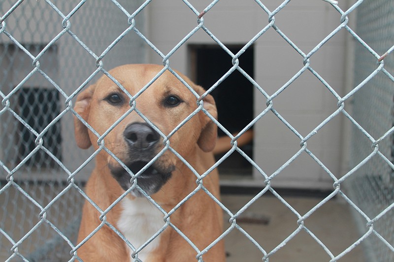 East Ridge Animal Shelter dog Caprice is an example of one of the dogs approved for the Hike for Hope program. Even just short hikes can make a big difference for the dogs, who spend the majority of their time in the kennels, shelter officials say. 