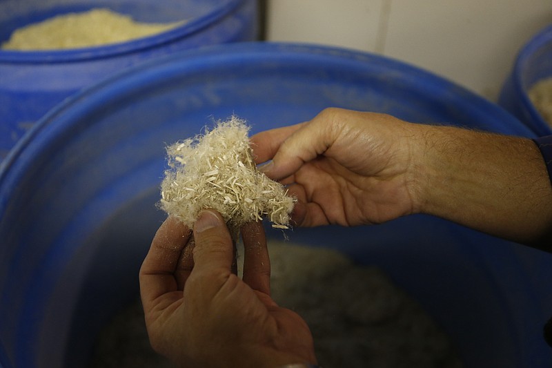 
              In this May 19, 2015 photo, biomass company CEO Ed Lehburger examines a barrel of shredded hemp on the way to being turned into pulp and used for paper and other products, at Pure Vision Technology, a biomass factory in Ft. Lupton, Colo. The newly legal hemp industry is entering its second growing season with some big questions for producers experimenting with marijuana’s non-intoxicating cousin. (AP Photo/Brennan Linsley)
            