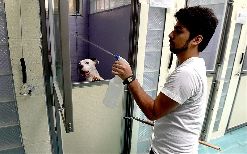 Staff member Andres Lozano cleans the glass on a kennel door at the Humane Educational Society of Chattanooga on Highland Park Avenue last week.
