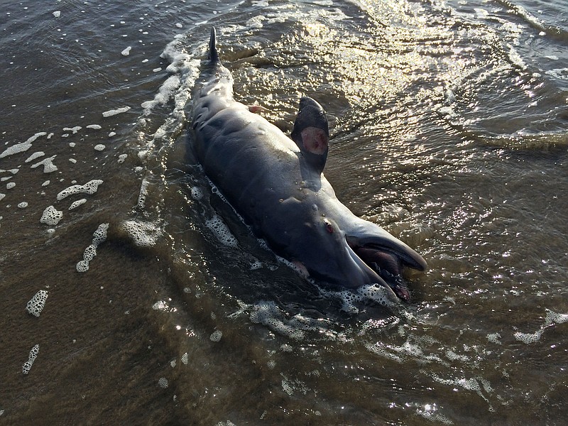 In this photo taken May 10, 2015, a dead dolphin washes ashore in the Gulf of Mexico on Grand Isle, La. National Oceanic and Atmospheric Administration (NOAA) scientists stated in a report released, Wednesday, May 20, 2015, that there are links between BP's catastrophic 2010 oil spill and a spate of dolphin deaths since the spill.