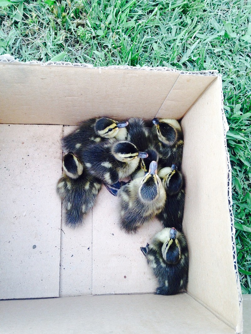 Ducklings rest in a cardboard box after being rescued by Chattanooga firefighters.