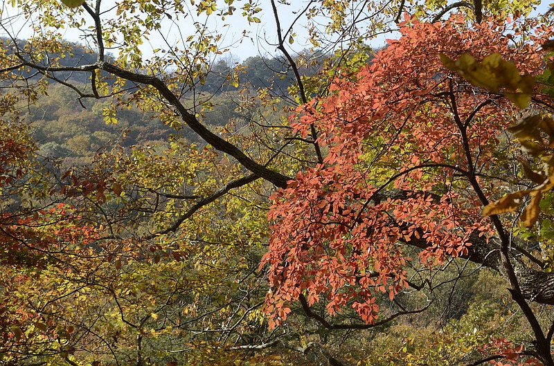 Colorful fall leaves are seen in the Pocket Wilderness area on Montlake Road in this 2014 file photo.