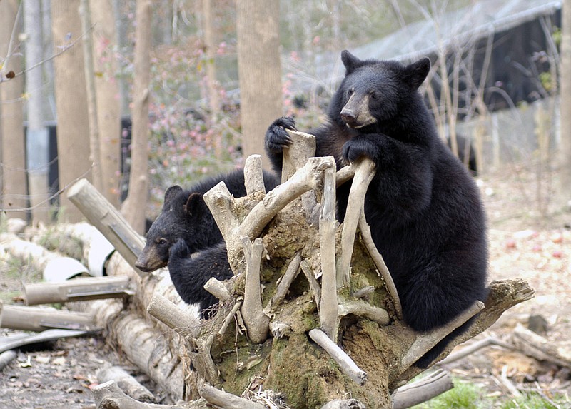 Black bears in the Chattanooga region are increasing in numbers. Here are some black bears at the Appalachian Bear Rescue in Townsend, Tenn.