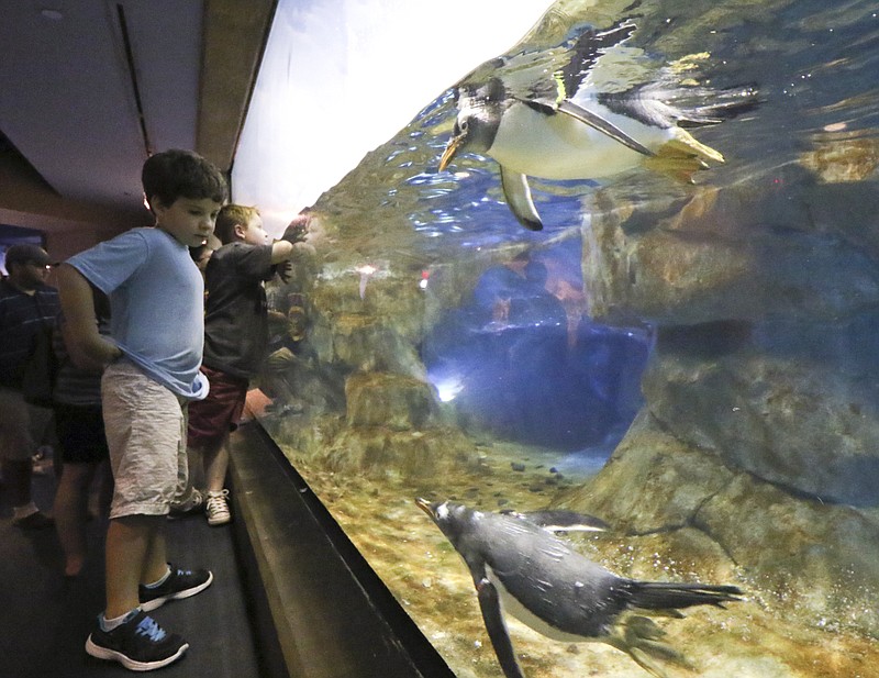The Tennessee Aquarium is one of the downtown attractions that makes Chattanooga the Best Hometown Ever.