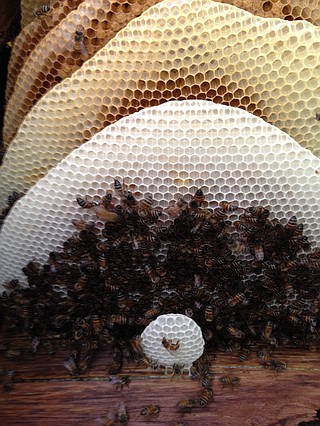 Some common questions about killer bees menacing Arizona | Chattanooga ...