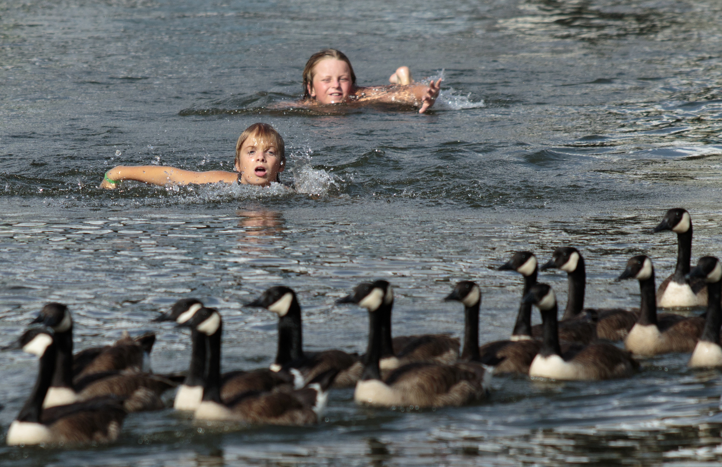 Staff photo by Doug Strickland
Children swim after a flock of geese floating in the Tennessee River during the final day of the Riverbend Festival on Saturday, June 13, 2015, in Chattanooga, Tenn. Headliner Stone Temple Pilots closed the festival.
