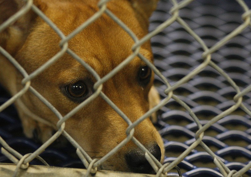 Staff File PhotoA brown feist mix dog stares from inside a kennel in Cleveland, Tenn.