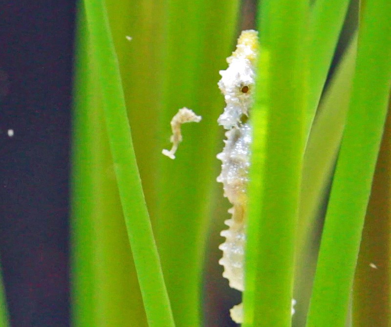 A Dwarf Seahorse father is shown with one of his tiny babies Thursday at the Tennessee Aquarium.