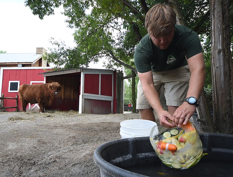 Staff photo by Tim Barber
Animal keeper Hunter Ferguson provides a cool treat for Red Rock, a 1,500-pound Scottish Highland Bison hybrid that resides in the petting area of the Chattanooga Zoo. Ferguson fed Red Rock the frozen treat filled with fresh green vegetables on Friday, June 19, 2015.