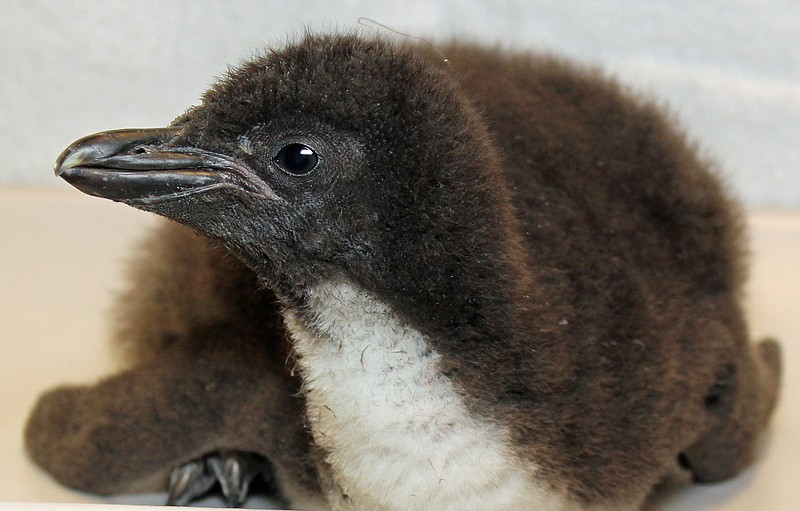 The newest Macaroni Penguin in Chattanooga has been growing by leaps and bounds since entering the world on June 5.