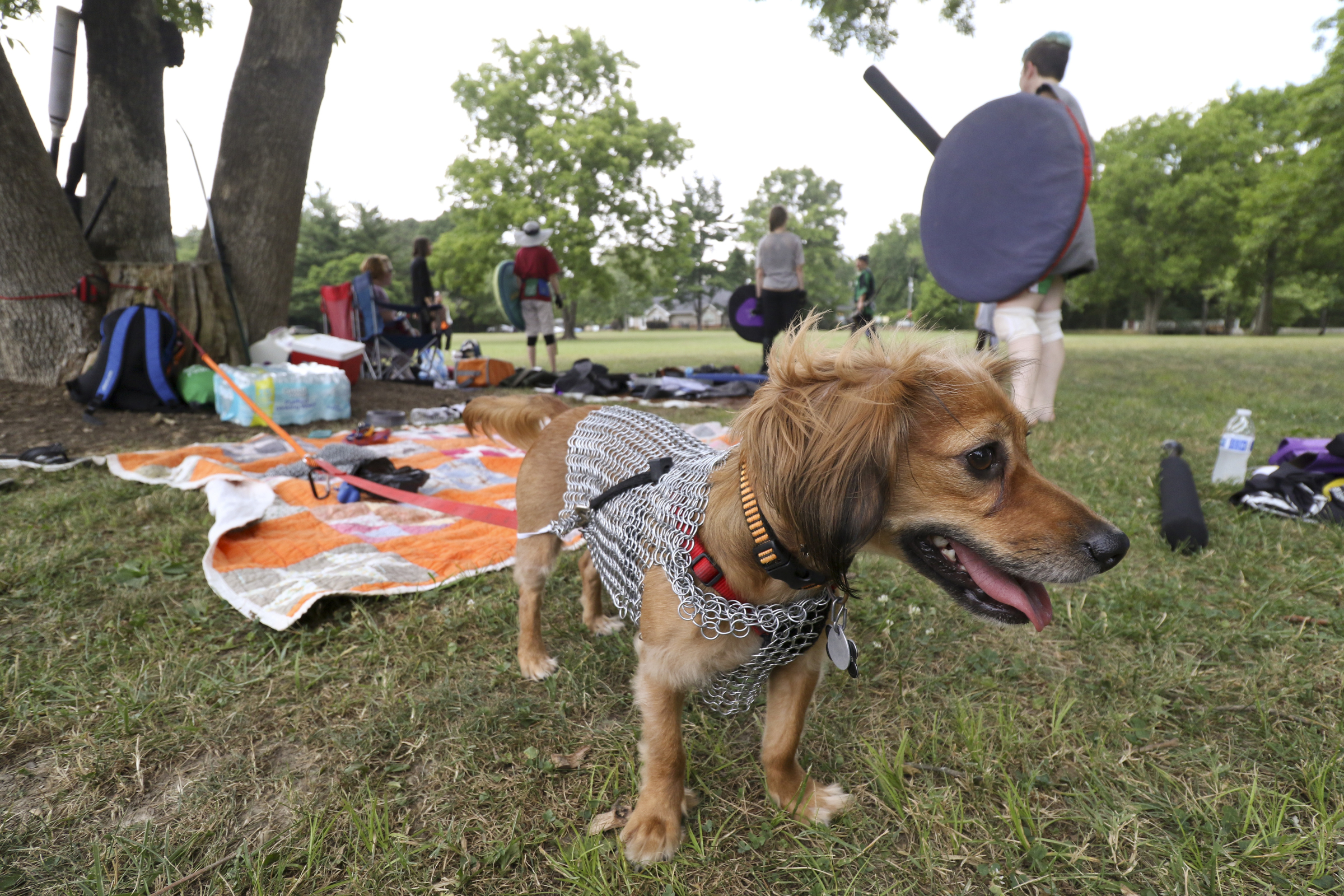 Staff Photo by Dan Henry. "Bilbo" wears a custom made doggie-chainmail vest while watching players battle during an Amtgard practice at Heritage Park in East Brainerd, Tenn., on Wednesday, June 24, 2015. Amtgard is an international organization where players use padded weapons to battle each other in medieval and fantasy based game scenarios.