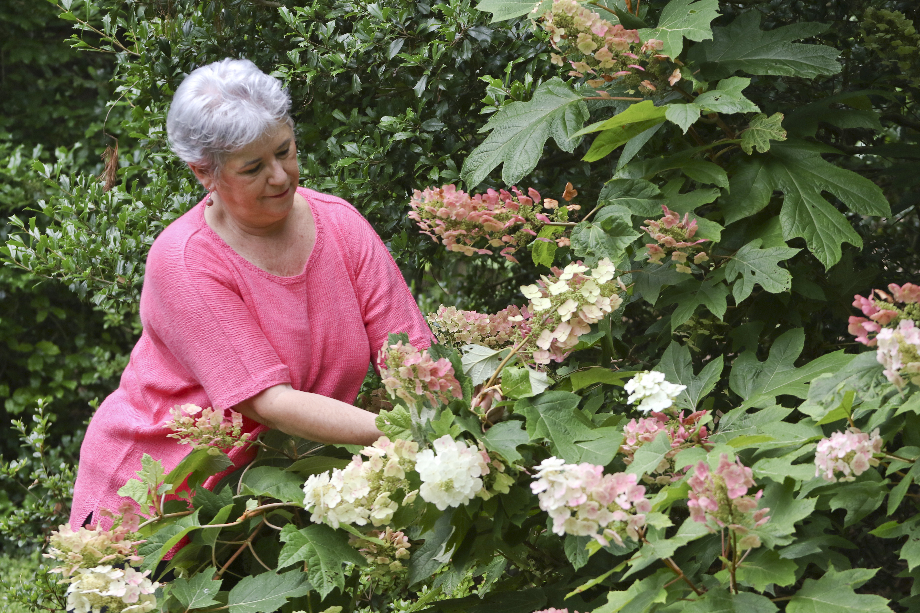 Staff Photo by Dan Henry. Nancy Hall clips flowers from her Signal Mountain garden on Monday, June 29, 2015.