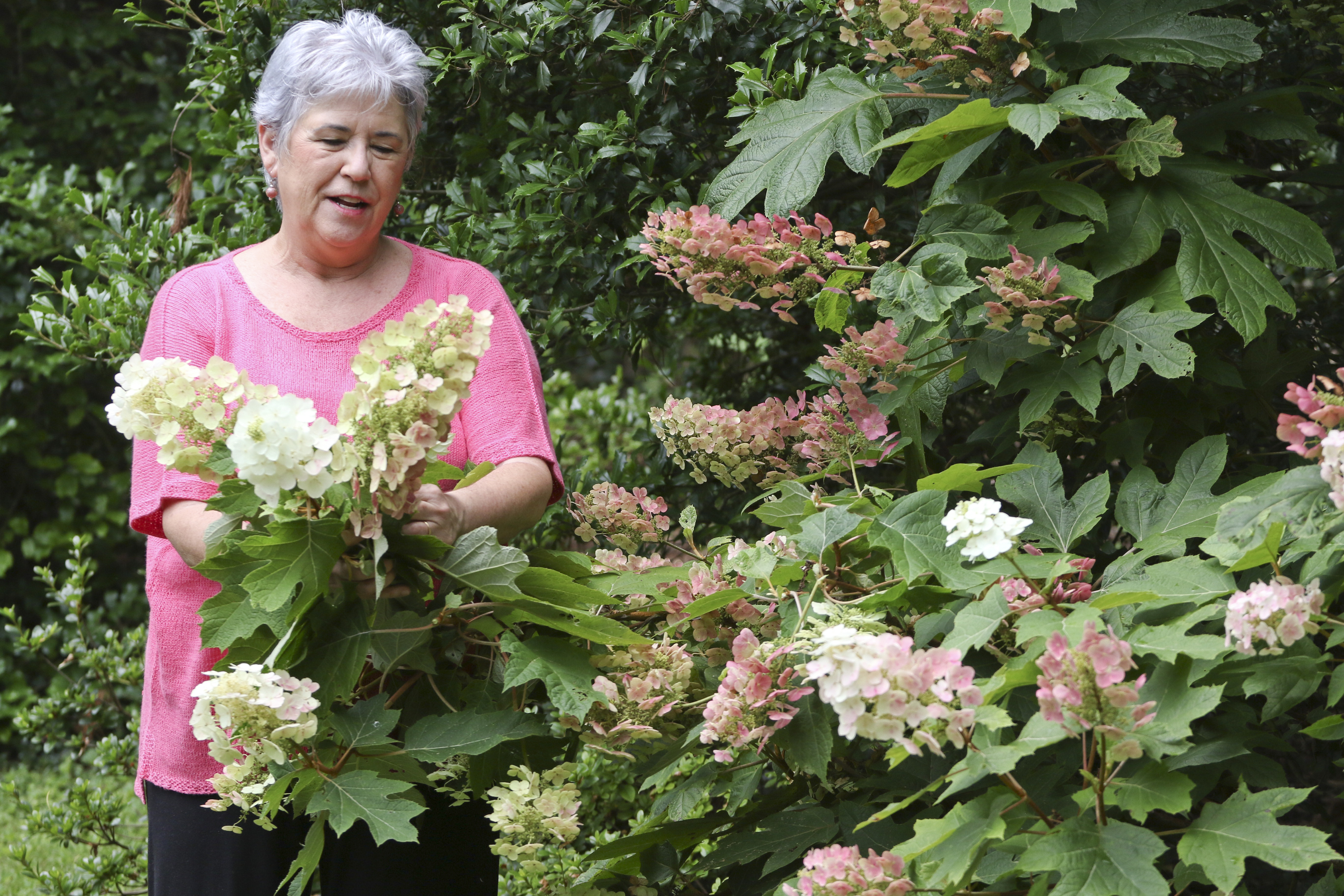 Staff Photo by Dan Henry. Nancy Hall clips flowers from her Signal Mountain garden on Monday, June 29, 2015.