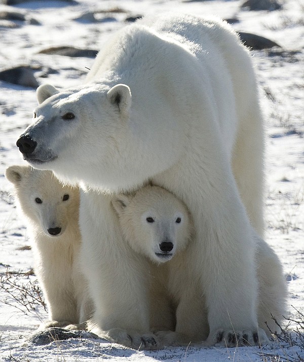 Study Polar bears could feel global warming's sting by 2025