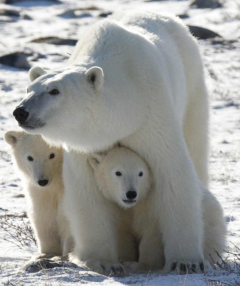 
              FILE - In this Nov. 6, 2007, file photo, a polar bear mother and her two cubs are seen in Wapusk National Park on the shore of Hudson Bay near Churchill, Manitoba. About a third of the world's polar bears could face imminent threat from greenhouse gas emissions in as soon as a decade, according to a new report by the U.S. Geological Survey released Tuesday, June 30, 2015. The effects of diminished sea ice will lead to population declines throughout the century, and scientists didn't see a rebound in population numbers from the modeling that went up to the year 2100, according to the report. (Jonathan Hayward/The Canadian Press via AP, File) MANDATORY CREDIT
            