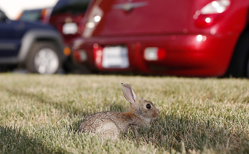 
              In this July 5, 2015, photo, a rabbit dines on the lawn surrounding a car dealership in Littleton, Colo. A damp spring has provided rabbits with ample food supplies and, as a result, has increased the population of rabbits which, in turn, has upped the risk for a relatively rare bacterial disease in the state-tularemia, or rabbit fever. (AP Photo/David Zalubowski)
            
