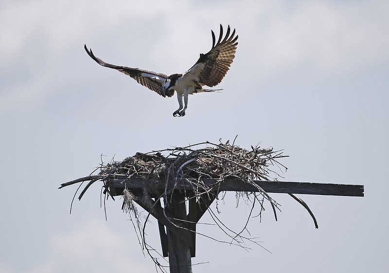 
              In this Friday, June 19, 2015 photo, In this Friday, June 19, 2015 photo, an Osprey returns to its nest in Seahorse Key, off Florida’s Gulf Coast. In May, Seahorse Key fell eerily quiet, as thousands of birds suddenly disappeared, and biologists are trying to find the reason why. U.S. Fish and Wildlife Service biologist Vic Doig said what was once the largest bird colony on the state’s Gulf Coast is now a “dead zone.”   (AP Photo/John Raoux)
            