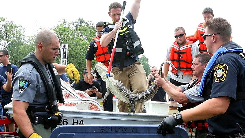 NJDEP Division of Fish & Wildlife along with local police and fire rescue transfer an alligator after it was captured in the Passaic River in Elmwood Park, N.J., Wednesday, July 8, 2015. The gator was not harmed in the capture and appears to be in good condition. It was handed over to the state Fish and Wildlife Division, who will now try to find it a safe, permanent home. (Thomas E. Franklin/The Record of Bergen County via AP)