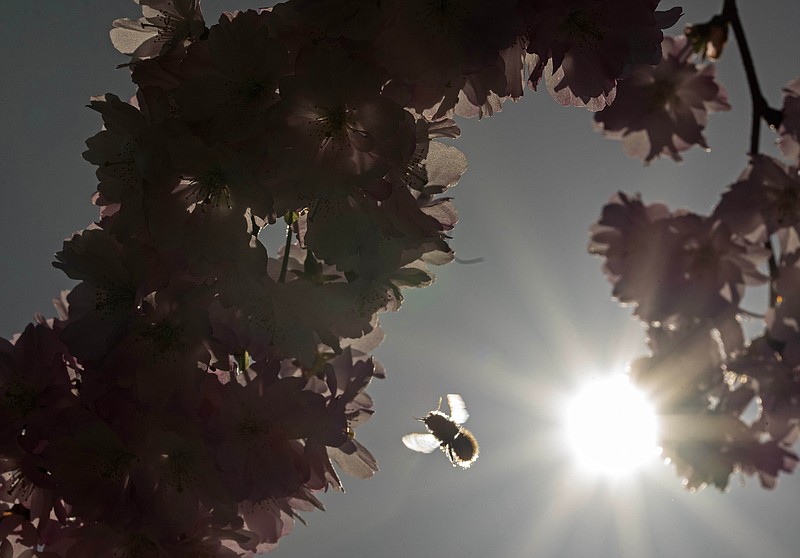 
              FILE - In this Wednesday, April 15, 2015, file photo, a bumblebee approaches blooms on an almond tree in Erfurt, central Germany. A new study says climate change is shrinking the geographic range of many bumblebee species in North America and Europe, which could put them at risk of dying out. (AP Photo/Jens Meyer, File)
            