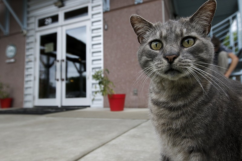 The hostel cat wanders Tuesday, April 14, 2015, outside of the Crash Pad hostel in Chattanooga, Tenn. Hostel owners from across the country gathered at the Crash Pad for a seminar to discuss how to attract a wider audience of customers.