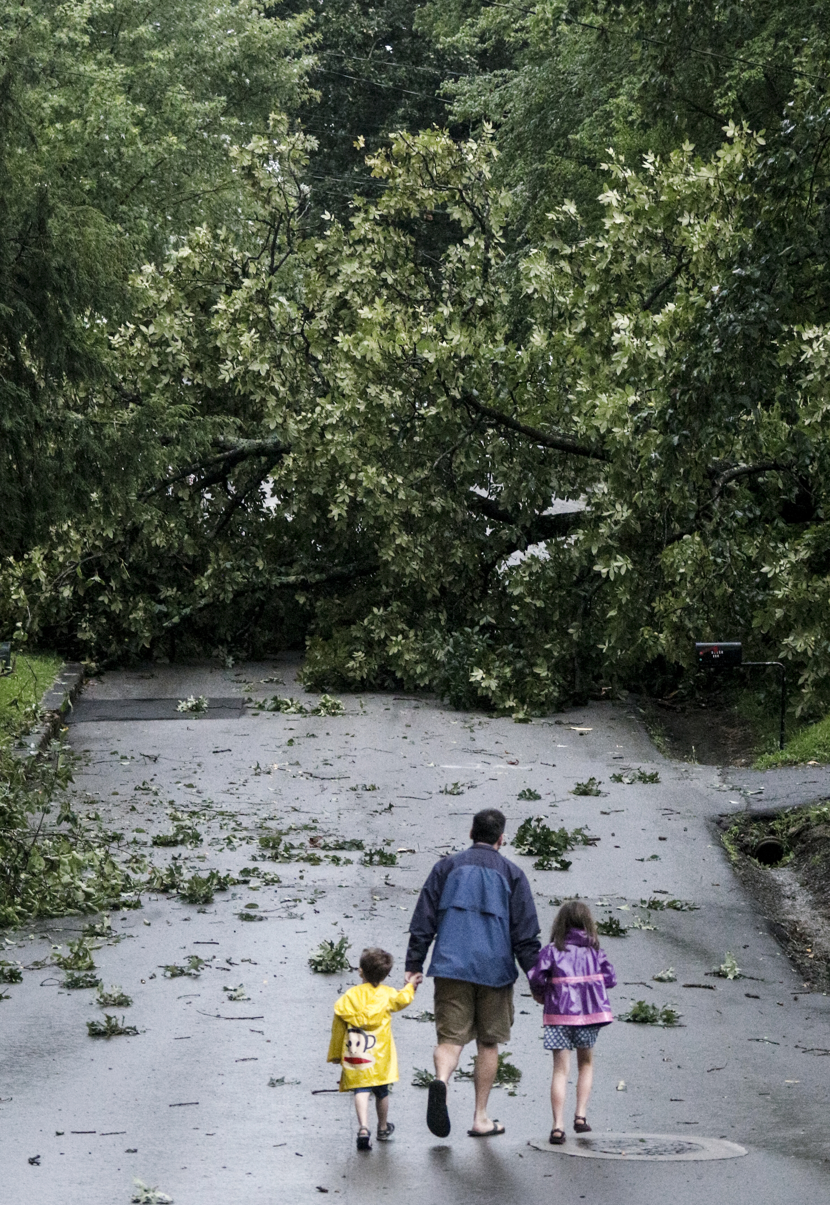 A family walks towards a downed tree across Lynda Drive after heavy thunderstorms swept through the region Tuesday, July 14, 2015, in Red Bank, Tenn.