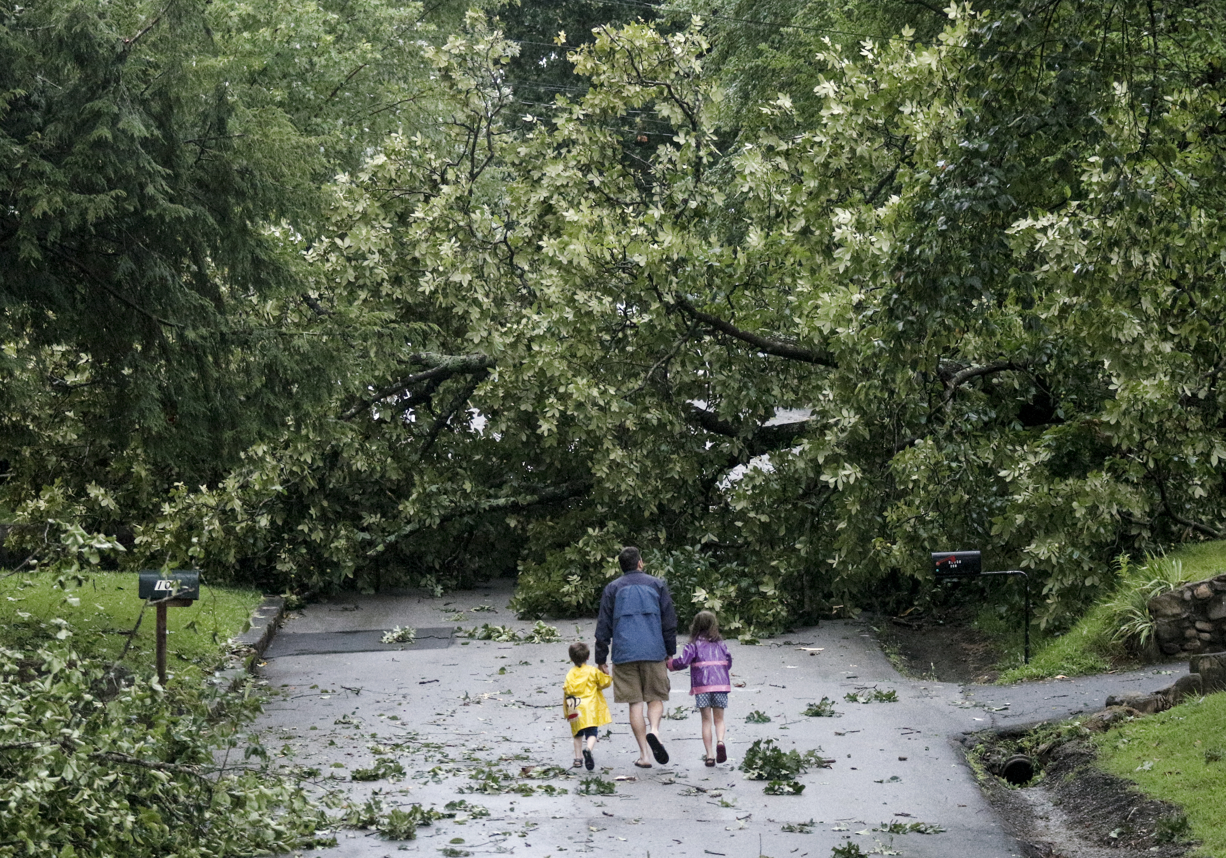 A family walks towards a downed tree across Lynda Drive after heavy thunderstorms swept through the region Tuesday, July 14, 2015, in Red Bank, Tenn.