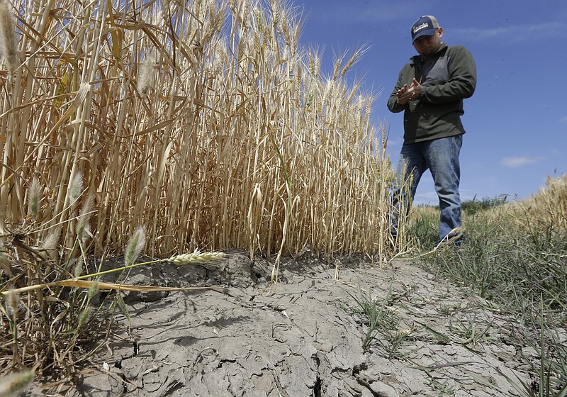 
              FILE -- In this May 18, 2015 file photo, Gino Celli, who relies on senior water rights to water his crops, inspects a wheat field nearing harvest on his farm near Stockton, Calif.  California issued its first cease-and-desist order on Thursday, July 16, telling an irrigation district to stop pumping water under this year's tightened drought regulations. Some senior water rights holders are challenging California regulators authority to tell them to stop drawing water from rivers running dry due to the drought.  (AP Photo/Rich Pedroncelli,file)
            