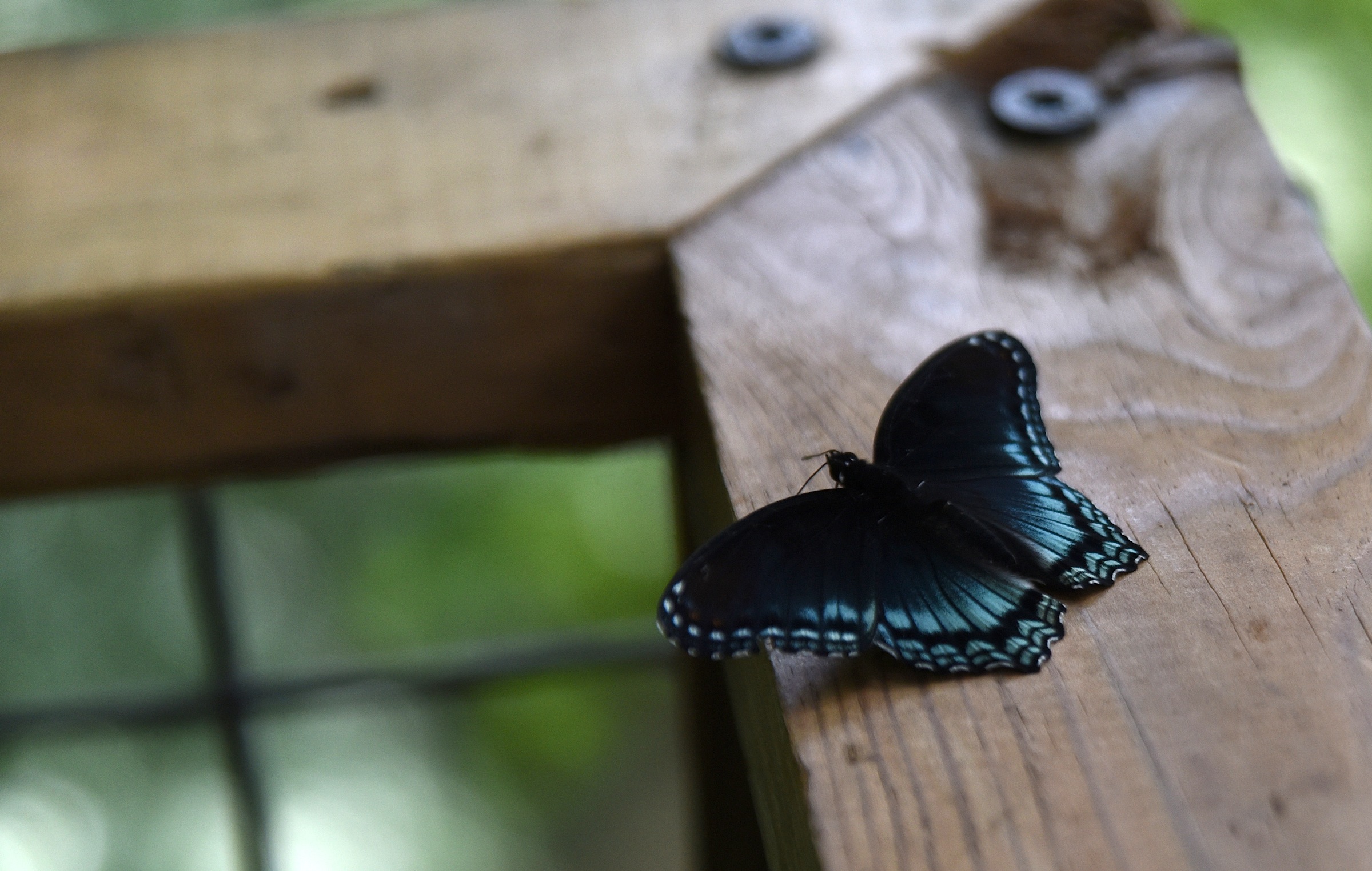 A butterfly sits on the deck rail of the treehouse in Flintstone, Ga.