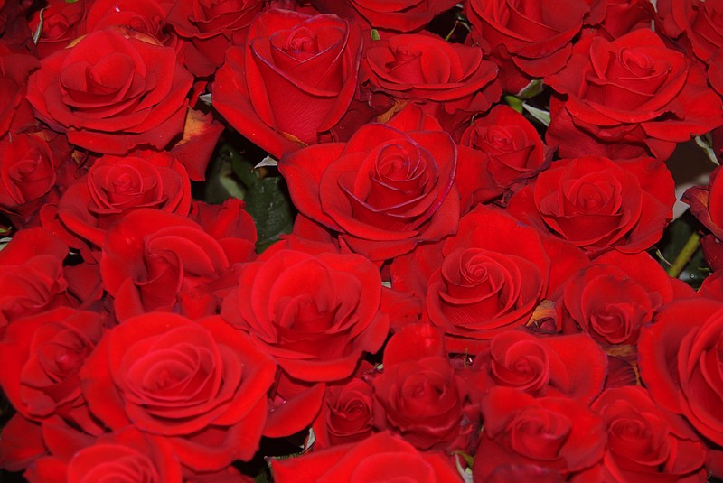 Anonymous donor gives 3,000 roses for funerals of slain service members ...