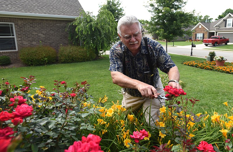 Jimmy Murphy prunes his roses in his Hixson garden. Murphy will soon be traveling to Texas for a heart transplant.