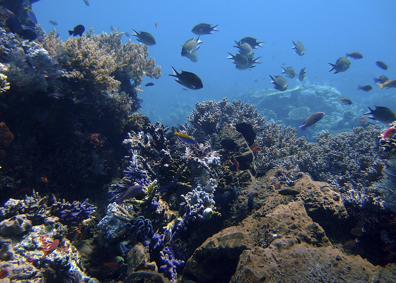 
              In this April 30, 2009 file photo, coral reefs grow in the waters of Tatawa Besar, Komodo islands, Indonesia. Rising demand for copper, cobalt, gold and the rare-earth elements vital in manufacturing smartphones and other high-tech products is causing a prospecting rush to the dark seafloor thousands of meters (yards) beneath the waves. The Jamaica-based International Seabed Authority has issued 27 separate 15-year contracts that allow for mineral prospecting on over 1 million square kilometers (over 390,000 sq. miles) of seabed in the Pacific, Atlantic and Indian Oceans. (AP Photo/Dita Alangkara, File)
            