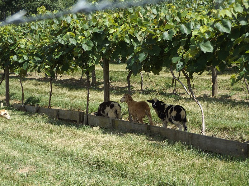 
              In this recent photo, sheep graze in the vinyard at the Corey Ippolito Winery in Blountville, Tenn. This is the first year Nancy Corey and her husband, who are the owners of vineyard have allowed sheep to graze underneath the vines where the grapes grow. The couple hopes this will cut down on mowing costs and be more environmentally friendly.  (Marci Gore/The Kingsport Times-News via AP) MANDATORY CREDIT
            