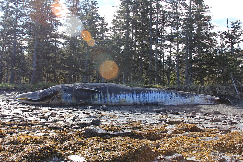 
              In this June 8, 2015 photo, provided by the University of Alaska Fairbanks Gulf Apex Predator Prey project, a fin whale lies dead on Kodiak Island, Alaska. Researchers may never solve the recent deaths of 18 endangered whales whose carcasses were found floating near Alaska's Kodiak Island, a scientist working on the case said Monday, July 27. (Bree Witteveen/University of Alaska Fairbanks via AP)
            