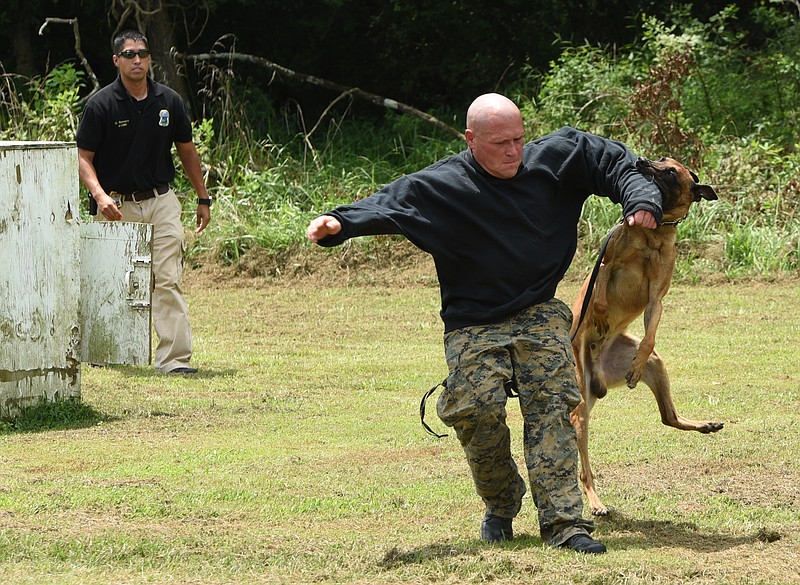 Jeremy Wilson is attacked by Torrez, a Chattanooga Police K-9 dog, Wednesday at the police firing range on Moccasin Bend.