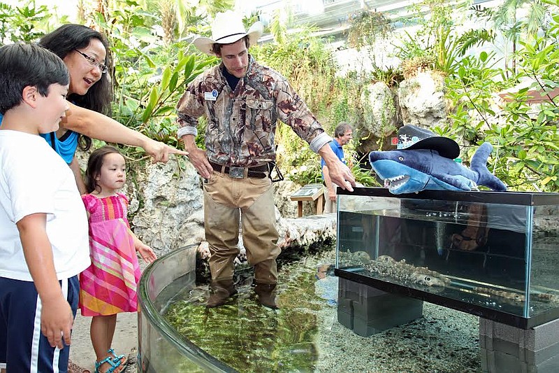 Cowboy Kyle McPheters will put on waders and go into the Tennessee Aquarium's touch tank for his talks on shark pups Friday night for Sharkfest.