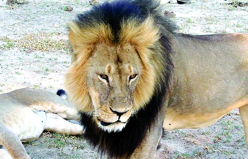 In this image takem from a November 2012 video made available by Paula French, a well-known, protected lion known as Cecil strolls around in Hwange National Park, in Hwange, Zimbabwe.