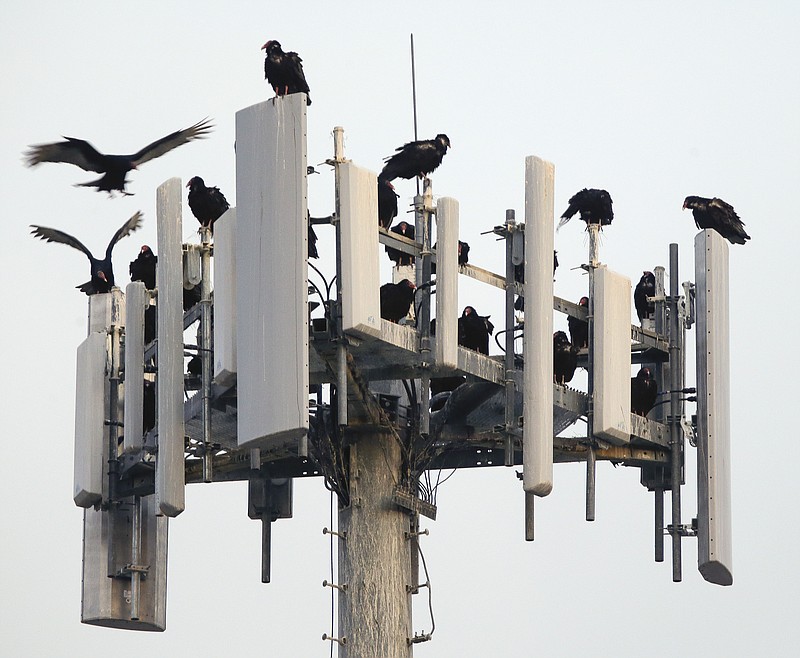 Buzzards settle down for the night on a cell phone tower above downtown Beatrice, Neb., Wednesday, April 24, 2013. The migrating buzzards, also known as turkey vultures, spend their spring and summers in the northern half of the United States, and they've proved to be a yearly nuisance in Beatrice and other cities due to the droppings they leave behind. (AP Photo/Nati Harnik)