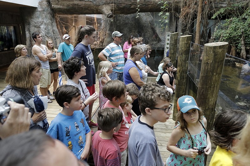 A crowd gathers to watch turtle feeding in the Mississippi Delta exhibit at the Tennessee Aquarium on Thursday, Aug. 6, 2015, in Chattanooga, Tenn.