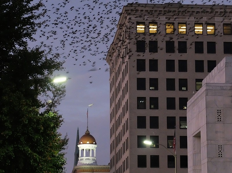 Hundreds of starlings fill the sky at dusk over Georgia Avenue at Miller Park on Monday in Chattanooga.