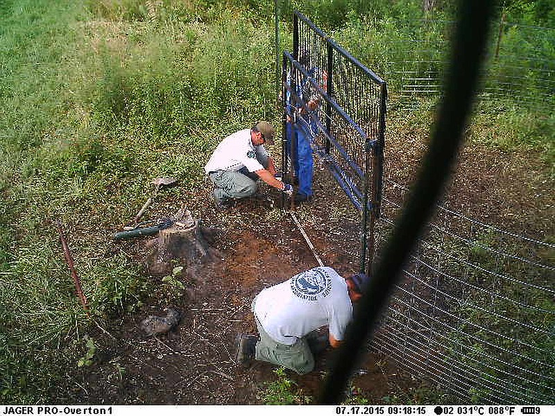 Tennessee Wildlife Resources Agency biologists, officers and homeowners build a pen in Overton County, Tenn., to capture wild hogs.
