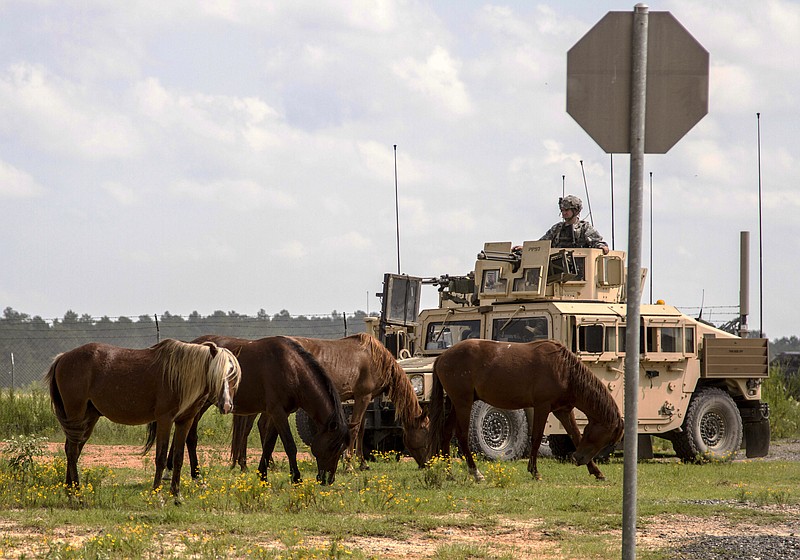 
              In this Sept. 20, 2014 photo provided by the U.S. Army, feral horses graze in front of a soldier riding in an armored Humvee, as part of a security detail, at the Fort Polk Joint Readiness Training Center, in Fort Polk, La. Officials are trying to find a way to deal with the approximately 700 "trespass horses," and are holding a meeting Thursday, Aug. 13, 2015 to hear input from residents and animal rights groups, among others. (Sgt. William Gore/U.S. Army 40th Public Affairs Detachment via AP)
            