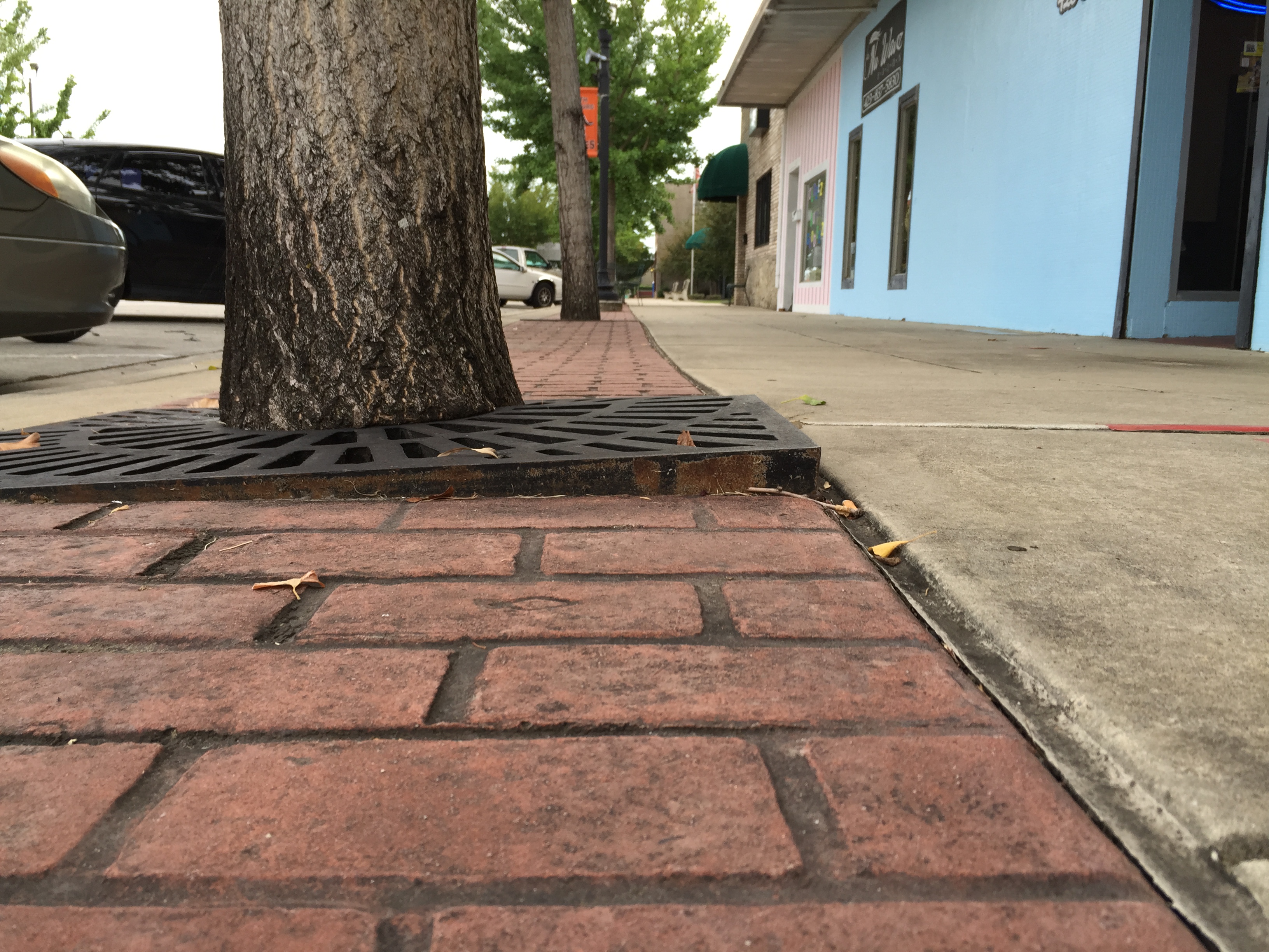 Gingko trees line the streets in South Pittsburg. There are complaints that the trees are damaging the sidewalks and that their odorous fruits are an annoyance to local residents.