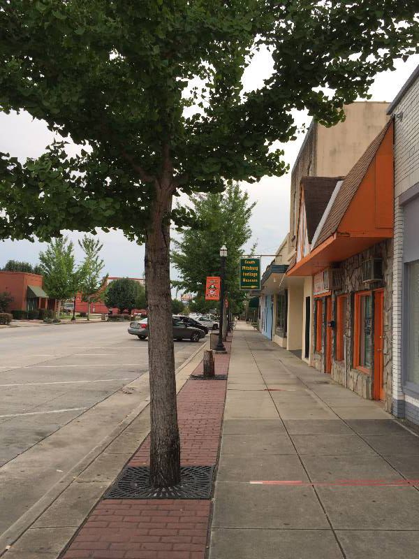 Gingko trees line the streets in South Pittsburg. There are complaints that the trees are damaging the sidewalks and that their odorous fruits are an annoyance to local residents.