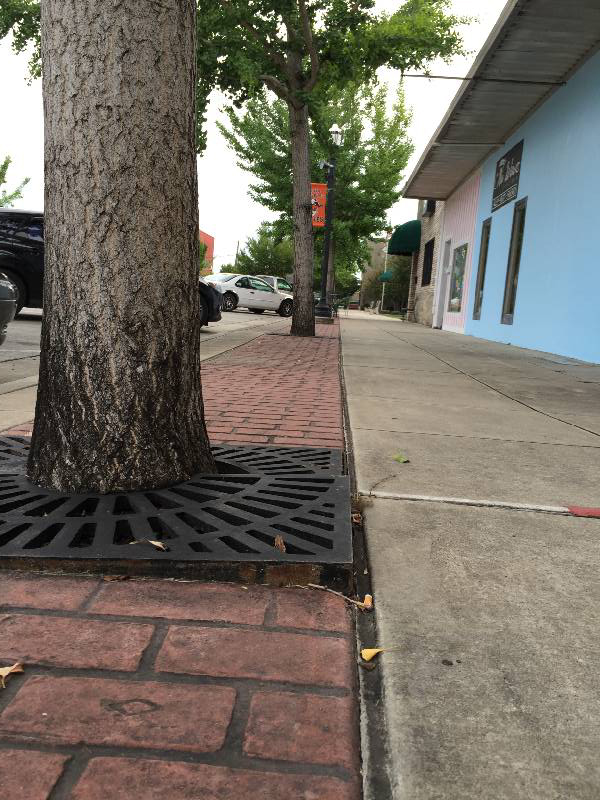 Gingko trees line the streets in South Pittsburg. There are complaints that the trees are damaging the sidewalks and that their odorous fruits are an annoyance to local residents.